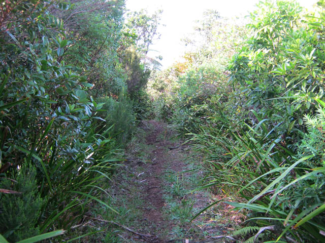 Le large sentier vers le Piton Lardé