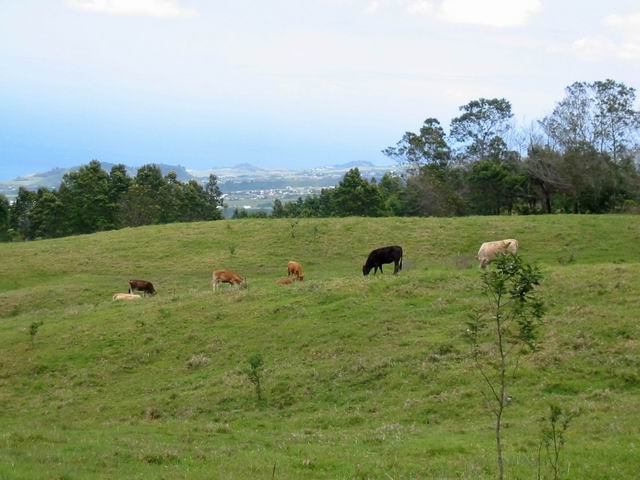 La route forestière au-dessus de Jacques Payet avec ses pâturages