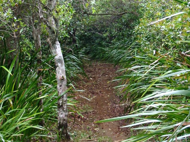 Le début de la montée s'effectue dans les sabres qui bordent le sentier