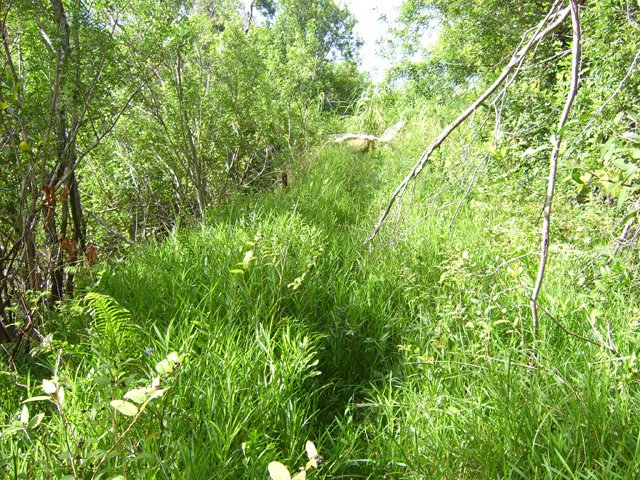 La piste de moins en moins nettoyée, se couvre d'herbe