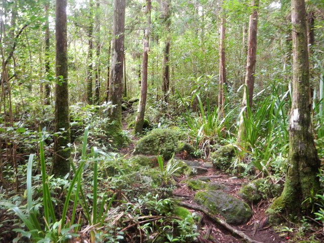 Début de la traversée sous les cryptomerias