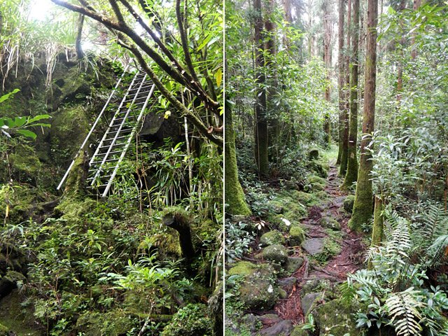 La nouvelle échelle et les cryptomerias