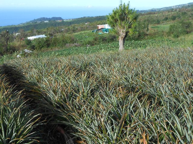 Près de la chapelle, quelques champs d'ananas