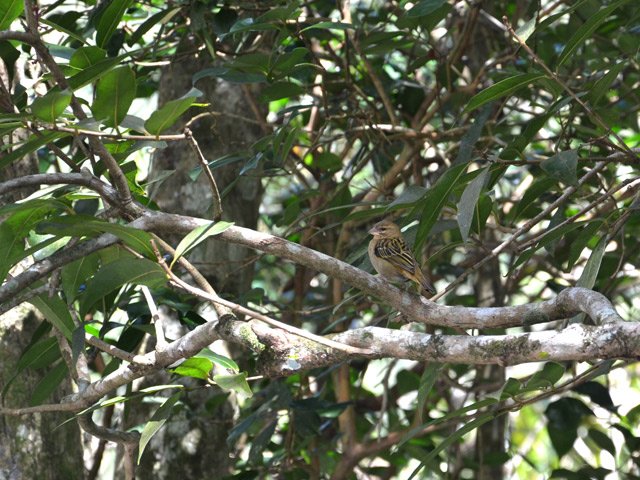 Un cardinal dans les jamrosats