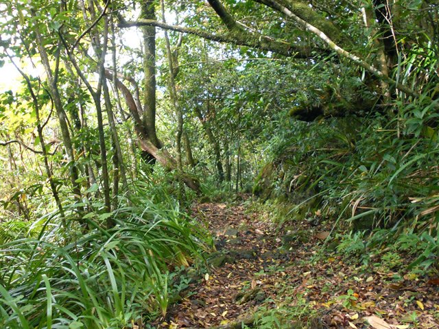 Fin de la montée avant de retrouver le Sentier jacques Payet