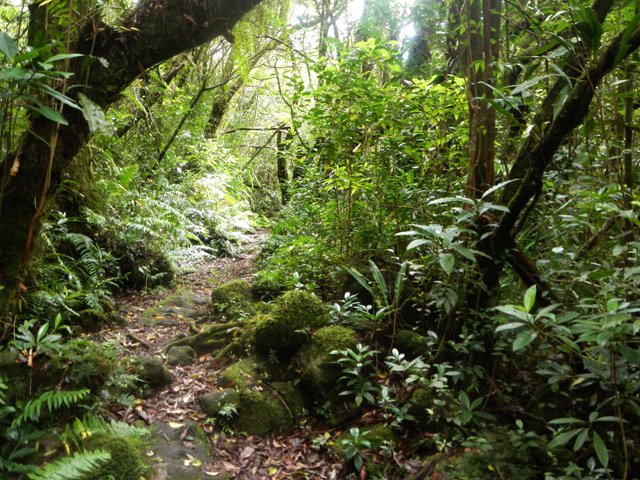 Agréable sentier dans la mousse