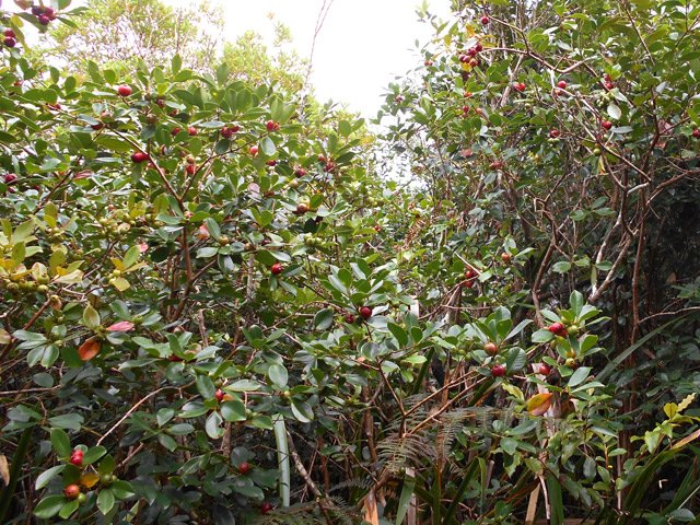 Des goyaviers partout mais attention, la traversée est longue