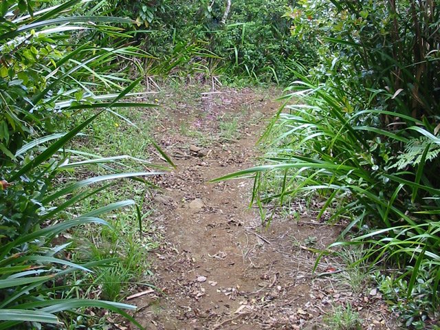 Le sentier qui rejoint la route forestière des 900 m
