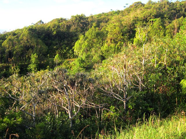 La région regorge de pimpins ou vacoas des hauts ou pananus