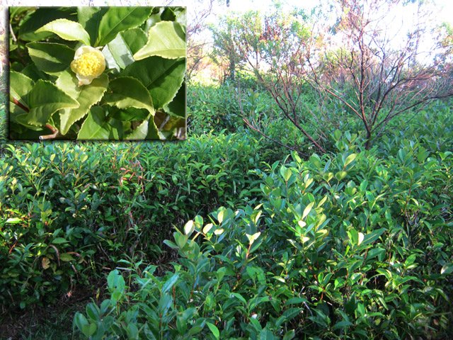 Minuscule plantation de thé à vocation pédagogique