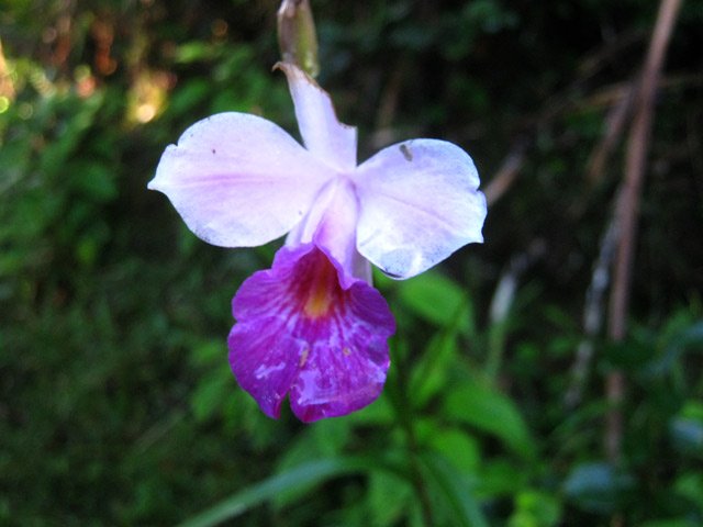 Les orchidées bambous foisonnent par endroits