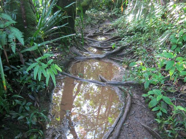 Quelques portions, vers le sentier de la Caroline, sont très humides