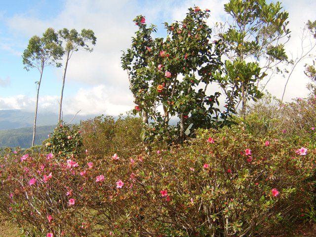 Les azalées qui entourent les coins pique-nique