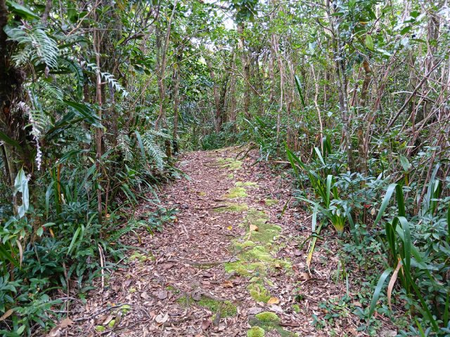 On retrouve très vite les goyaviers