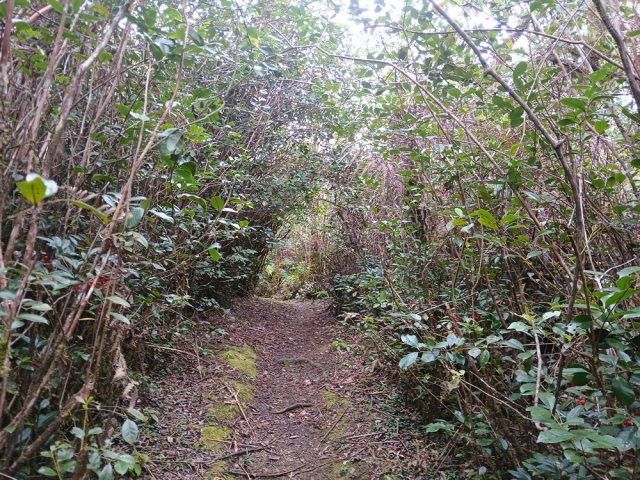 Le sentier est bien entretenu mais pas régulièrement