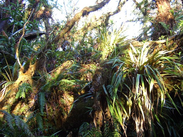 Certaines parties de la forêt primaire sont inextricables