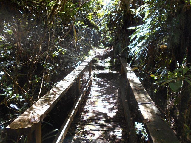 La première des passerelles du sentier des Tamarins
