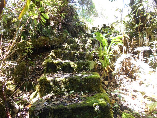 L'escalier moussu qui mène à la route de Bélouve