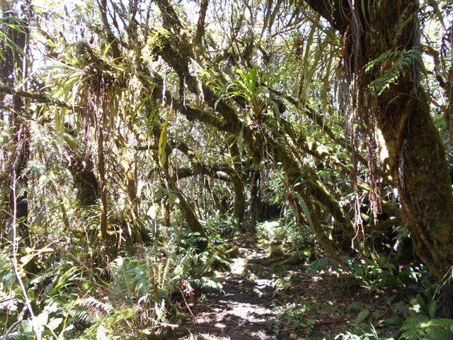 Toujours les mêmes sous-bois du sentier des Tamarins