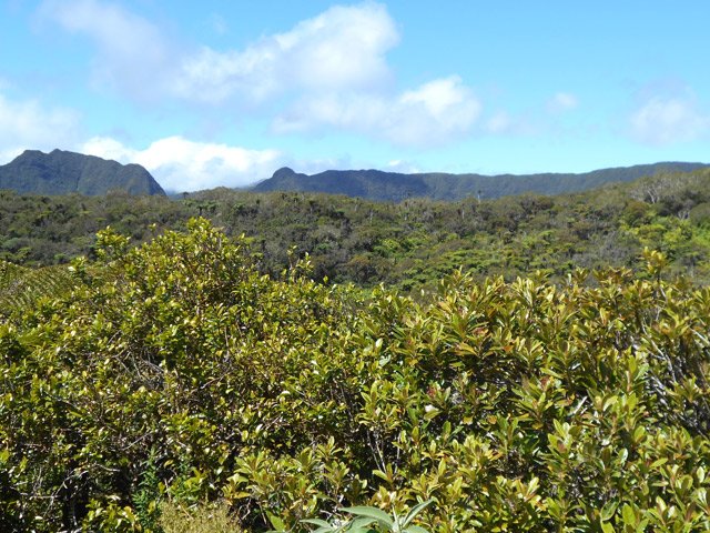 Points de vue sur la forêt dans les trouées ou depuis la route