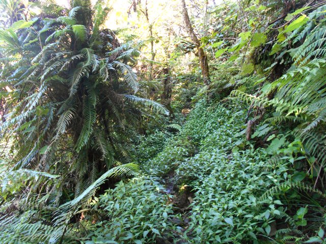 Les portions plates et humides se recouvrent de jouvences