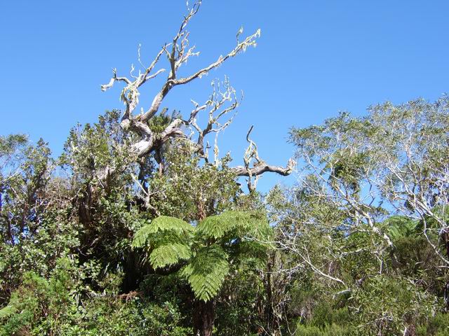 Des carcasses de Tamarins des hauts résistent encore aux intempéries