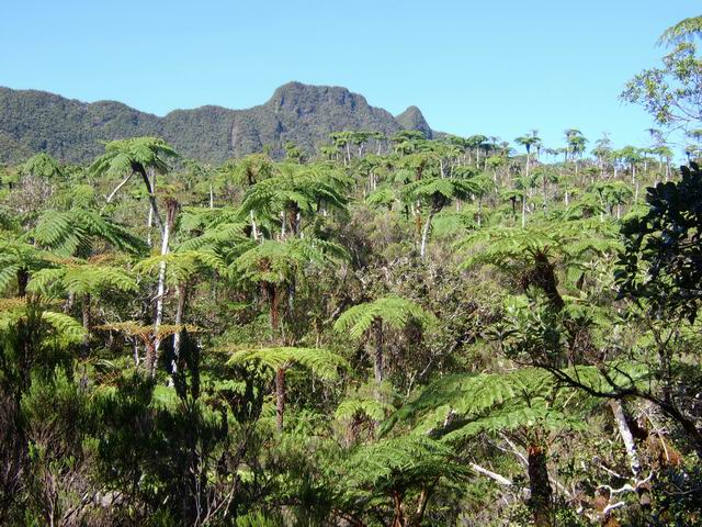 La forêt de fougères arborescentes (fanjans) avant le Coteau Monique