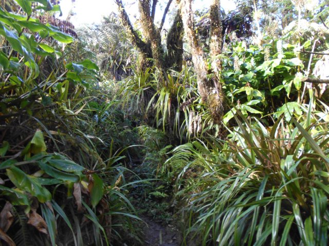 Au pays des fougères et ananas marrons