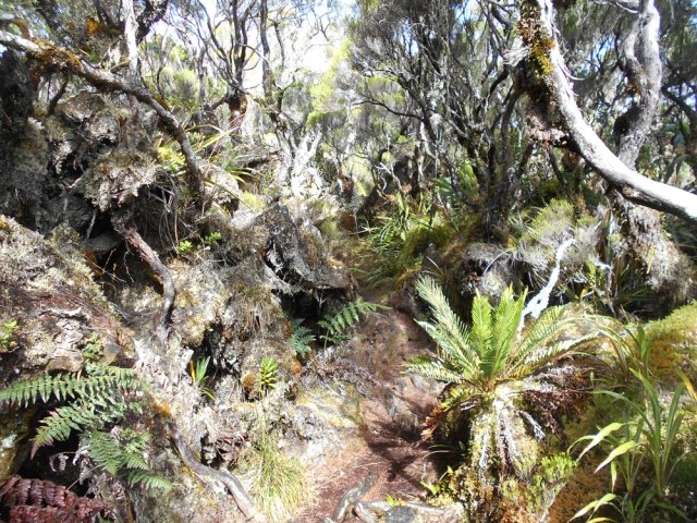 Enchevêtrement de racines et de mousses