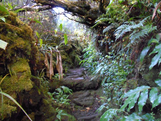 Le sentier après la ravine ressemble à ceux empruntés dans la journée