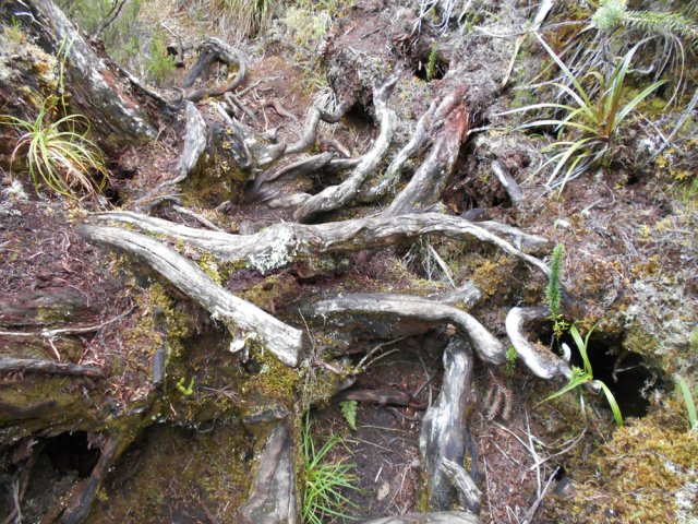 Difficile de courir sur ces amas de racines