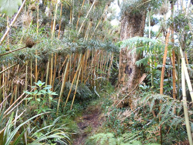 La descente débute dans une forte concentration de calumets