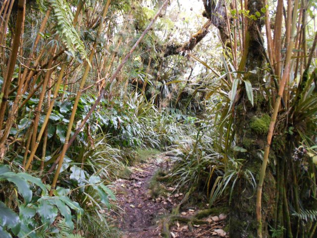 Le sentier en descente dans les longoses et calumets