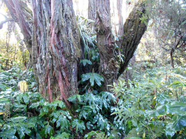 Un eucalyptus au tronc de deux mètres de diamètre