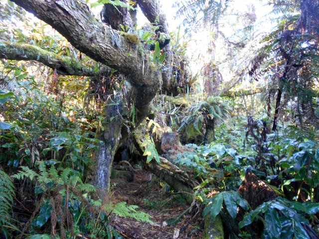 Longoses, mousses, terre mais surtout grandes racines de tamarins des Hauts