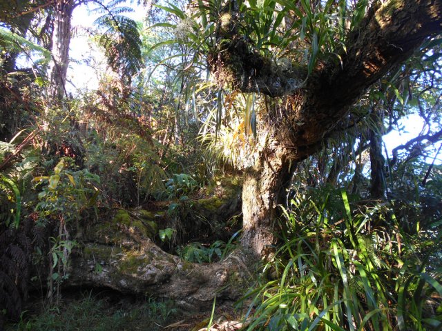 Enjamber une branche et se baisser aussitôt pour passer sous la suivante