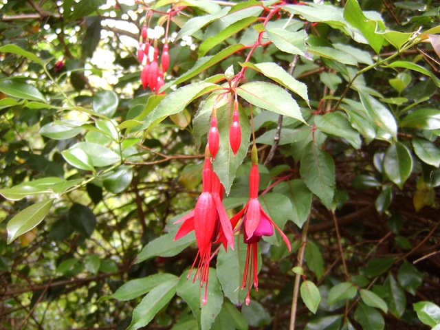 La fleur du fuchsia est belle mais la plante est invasive
