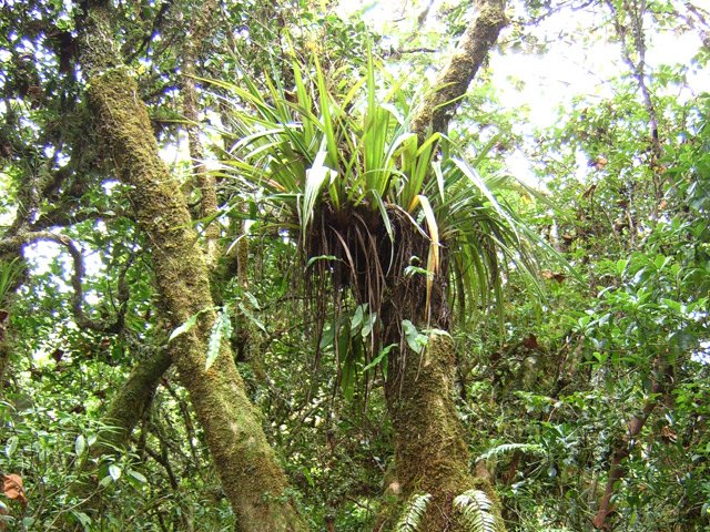 C'est également le lieu de prédilection des épiphytes