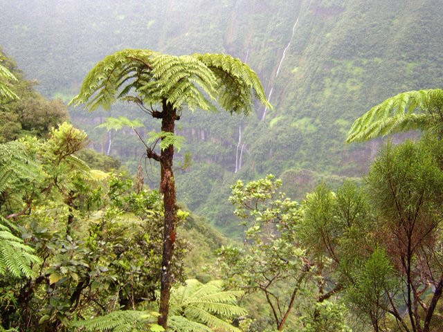 Le fanjan adore ces forêts humides où il peut se développer à son aise