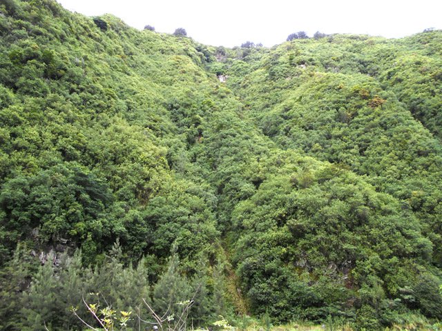 La forêt est souvent touffue sur les remparts
