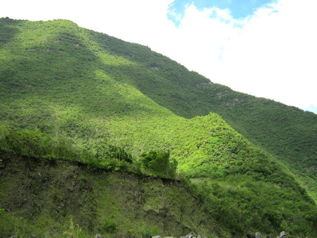 Bambous et fruitiers : signe d'ancien îlet, habité ou non
