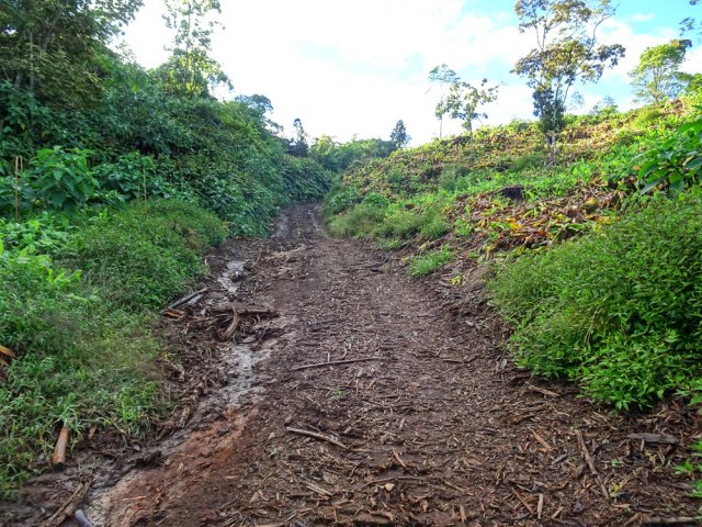 La piste d'exploitation des forestiers à quelques mètres du sentier Françoise Francia