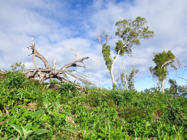 Les tamarins vivant dans la forêt de cryptomerias ont heureusement été laissés sur place