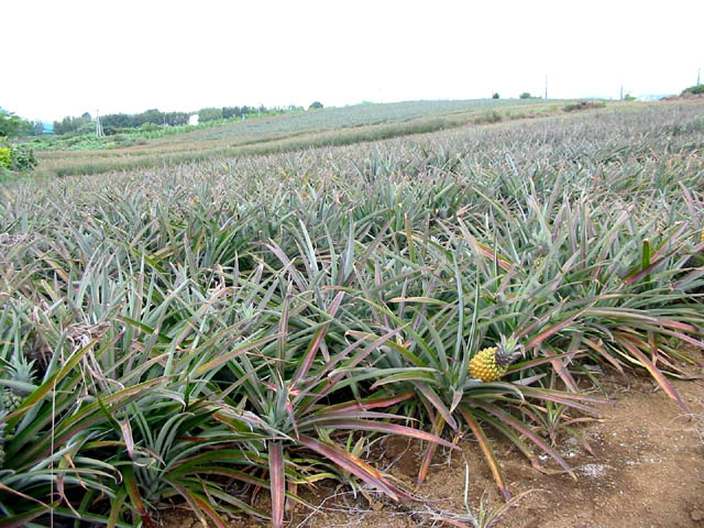 De beaux champs d'ananas le long de la D36