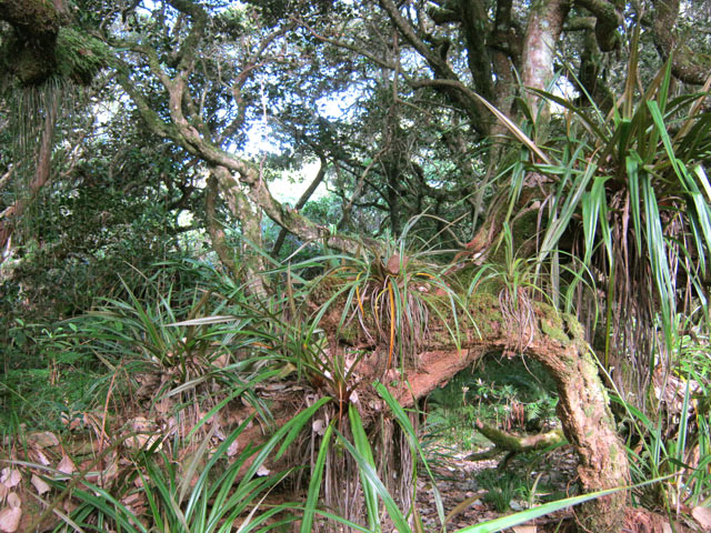 Une autre merveille de la forêt primaire