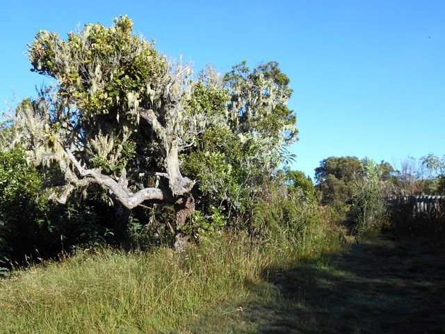 De beaux mapous moussus encadrent le belvédère