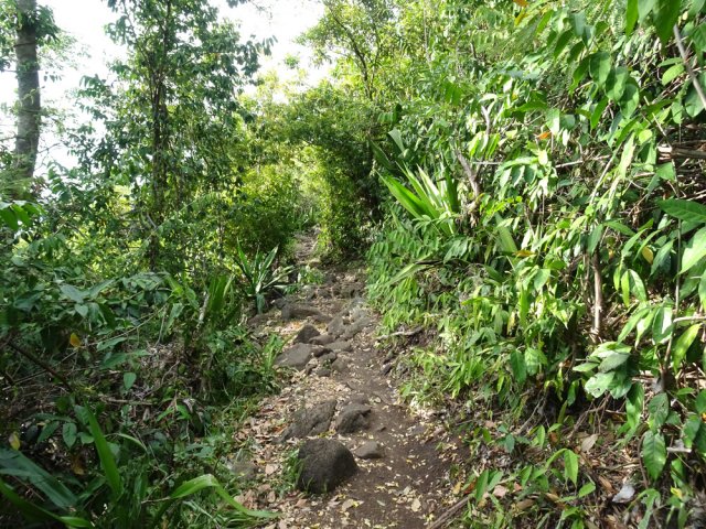 La végétation, déjà pauvre, se recouvre de liane papillon