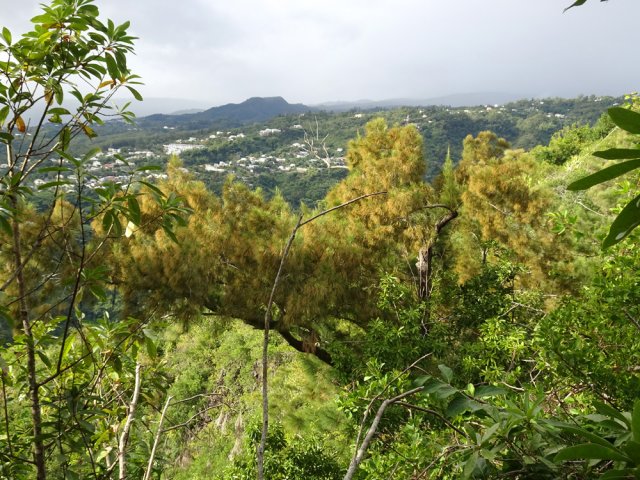 On distingue souvent le Pic Adam dans les trouées de la végétation