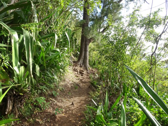 De superbes filaos font leur apparition