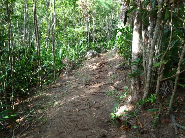 Les racines sont moins hautes que les pierres mais peuvent être glissantes